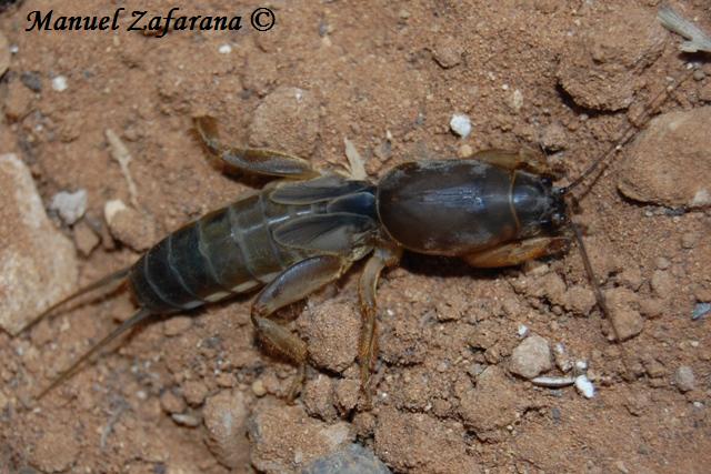 Gryllotalpa cfr. quindecim (ninfa)